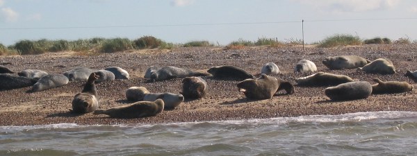 Seals at Blakeney Point
(Photograph © Pat Powditch)